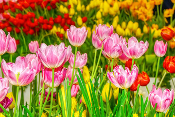 Pink tulip prominent and beautiful in the garden.