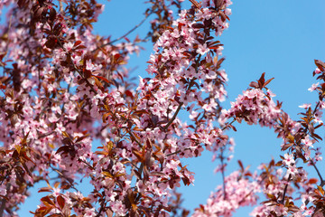 Peach branches with abundant blossoms on a blue sky background_