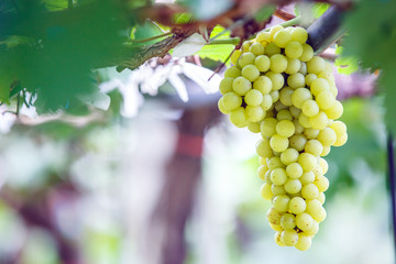White , green grapes hanging on a bush  vine in the vineyard