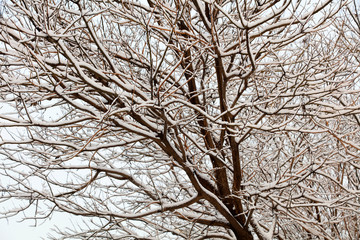 Branches covered with snow