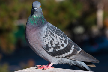 Columba Livia, common European native bird.