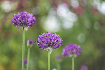 Аllium purple flowers growing in the garden. Purple Allium Flowers Close Up. purple pink garden Allium flower cluster from onion and garlic family. Beautiful picture with Alliums for the gardening. 