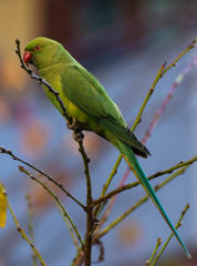 Psittacula Krameri, a non-native parrot, but which has also adapted to the Alps.