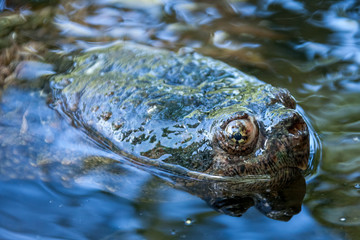 Snapping turtle swimming in the wild.
