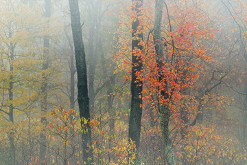 Naklejka premium Autumn landscape of forest in fog, Michigan, USA