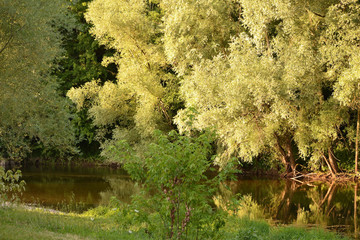 Au bord de la rivière, les rives du Lot à Sainte Eulalie d'Olt, France
