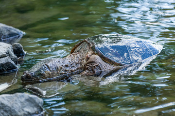 Snapping turtle swimming in the wild.
