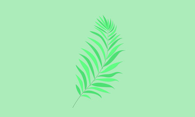 fern leaves on green background