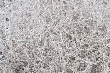 background texture of tumble weed sprayed with white paint aned silver and red glitter