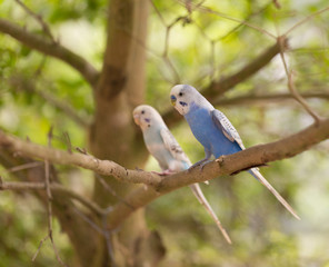 Pair of Parakeets (Melopsittacus undulatus) on Tree Branch