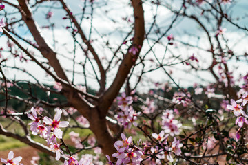 Flowers from an almond tree during the spring blossom in Spain.