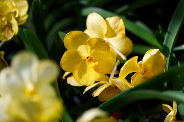 Fototapeta premium colorful tropical Orchid flower in garden