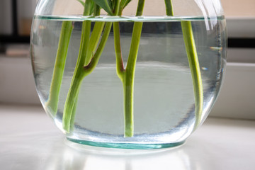 Closeup view of a transparent glass vase with water standing on a window sill, through which green stems of flowers are visible