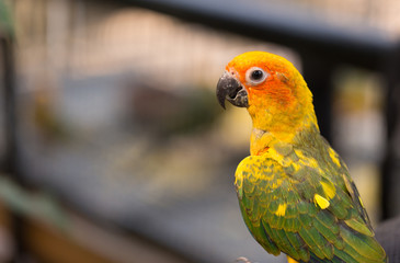 Female Sun Conure (Aratinga solstitialis)