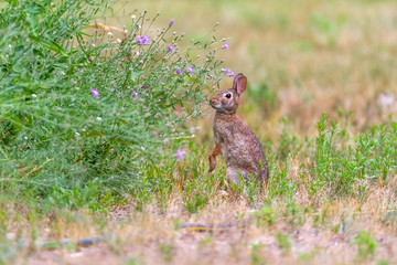 Eastern Cottontail Rabbit (Sylvilagus floridanus) sitting up on back legs looking at some tall plants.