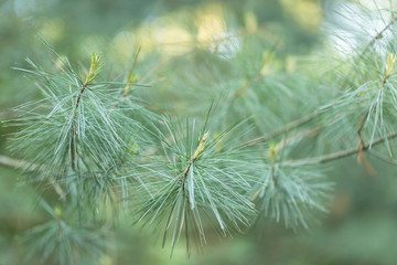 White pine (Pinus strobus) needles branches soft focus, beautiful bokeh background. Eastern white...