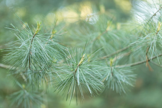 White pine (Pinus strobus) needles branches soft focus, beautiful bokeh background. Eastern white pine (Pinus strobus) is a large pine native to eastern North America.