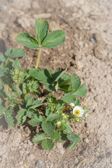 An elderly man transplants strawberries in the garden in the spring