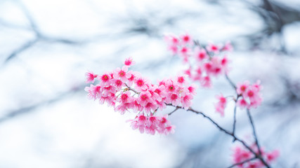 Beautiful  Pink Cherry Blossom on nature background , Sakura flower blooming