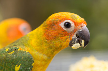 Female Sun Conure (Aratinga solstitialis)