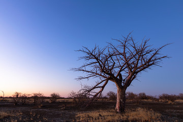 Fototapeta na wymiar Young baobab tree after sunset