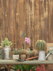 Cactus on Table in Garden
