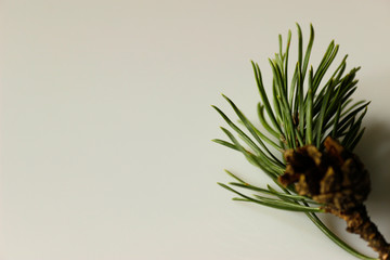 pine branch with cone on isolated white background 