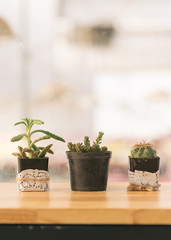 Cactus on Table by Window