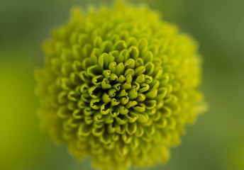 Green Chrysanthemum Flower in Garden