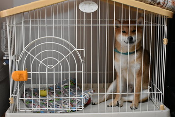 柴犬にこちゃん