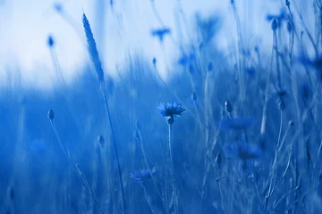 Kornblumen im Weizenfeld bei Sonnenuntergang. Farbe des Jahres 2020 Pantone Classic Blue © Maya Kruchancova