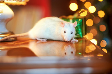 Funny white rat crawls on the nightstand against the background of bright lights. Gifts. Symbol of 2020