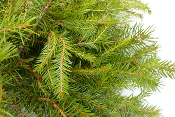 fir branches