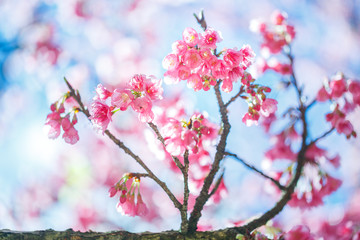 Beautiful  Pink Cherry Blossom on nature background , Sakura flower