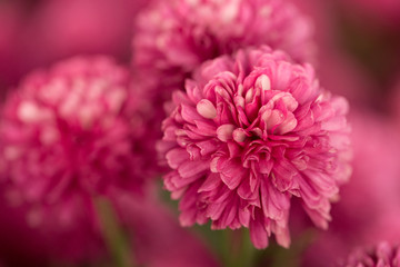 Hot Pink Chrysanthemum Flower in Garden