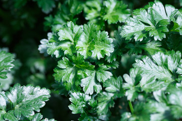 close up Green Parsley leaf background
