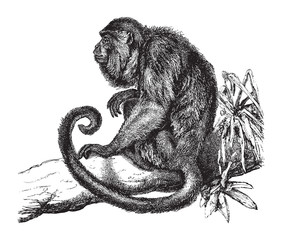 Ursine howler monkey (Mycetes ursinus) / vintage illustration from Brockhaus Konversations-Lexikon 1908 - obrazy, fototapety, plakaty