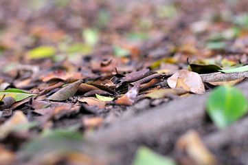 Fallen leaves