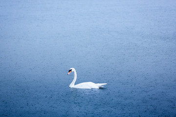 Obraz premium alone white swan on blue lake water in rainy day