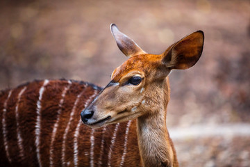 red deer standing in a field
