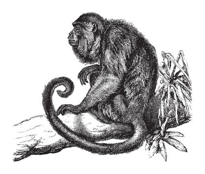 Ursine Howler Monkey (Mycetes Ursinus) / Vintage Illustration From Brockhaus Konversations-Lexikon 1908
