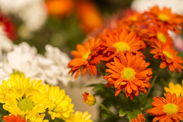 Orange Chrysanthemum Flower in Garden