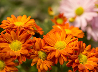 Orange Chrysanthemum Flower in Garden