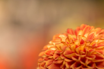 Orange Chrysanthemum Flower in Garden