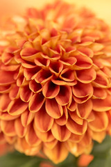 Orange Chrysanthemum Flower in Garden