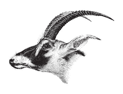 Bluebuck antelope (Hippotragus leucophaeus) / vintage illustration from Brockhaus Konversations-Lexikon 1908