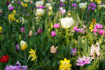 flowers in the garden