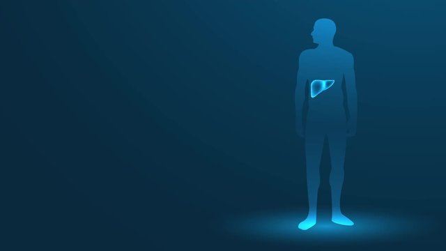 Human liver medical organ. low poly wireframe theme concept video animation on blue background. 