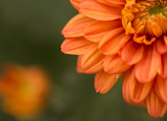 Fototapeta premium Orange Chrysanthemum Flower in Garden