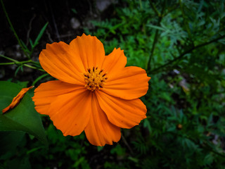 Beautiful colorful daisy flower showing fresh petals, Indonesia